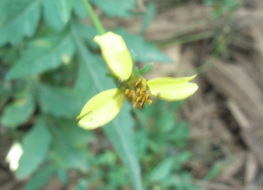Bidens bipinnata